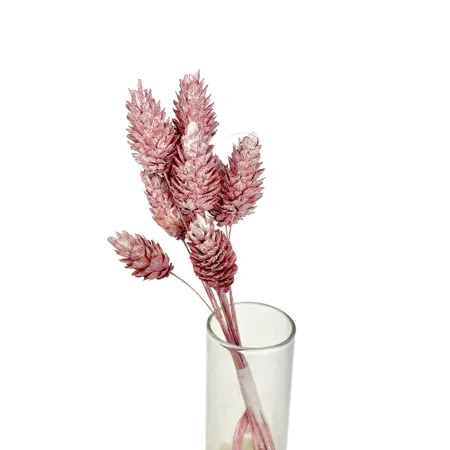 Phalaris rose poudré 10 tiges, Complément, Box DIY