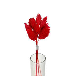 Phalaris rouge 10 tiges, Complément, Box DIY