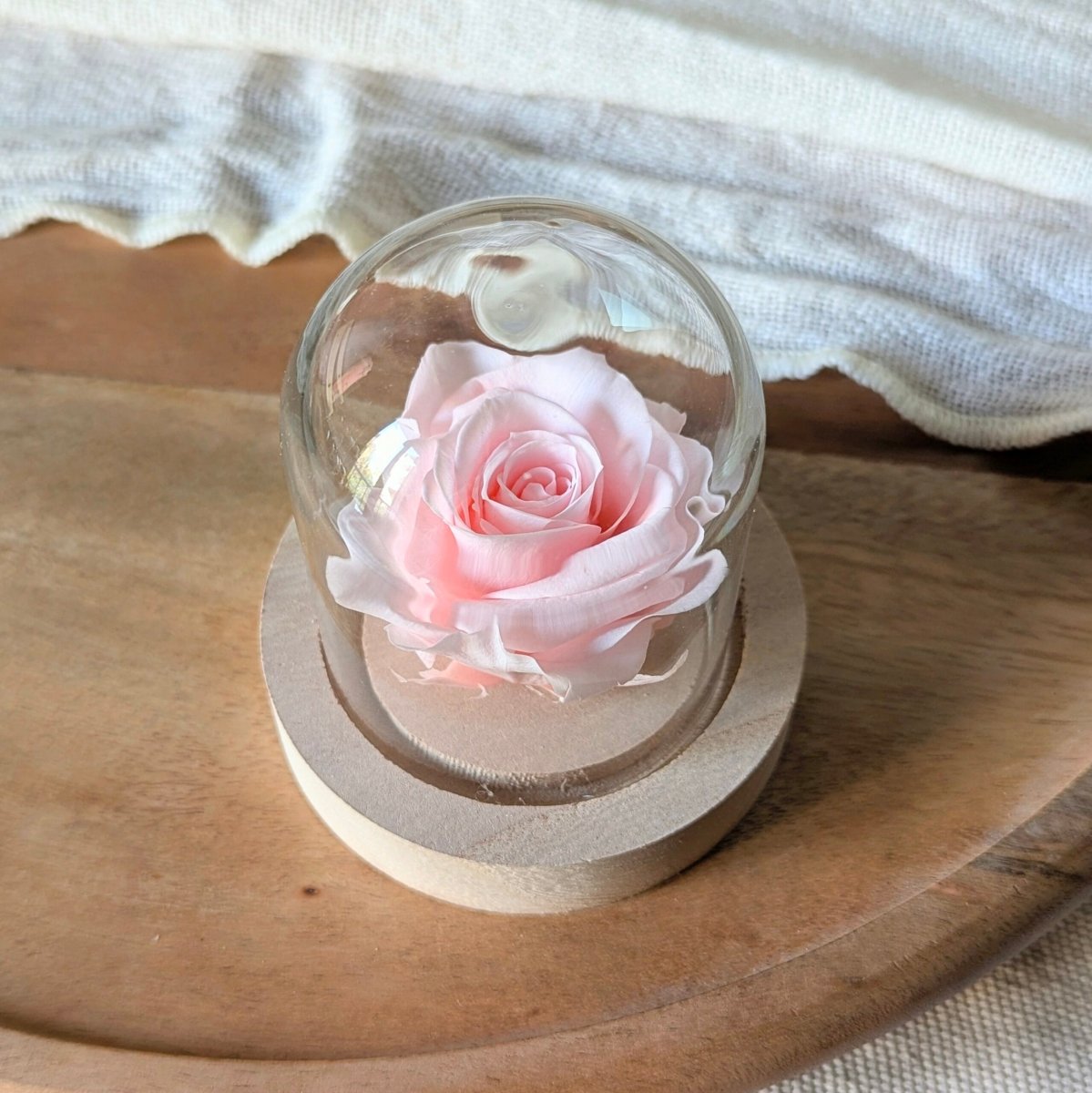Rose éternelle sous mini cloche en verre, Valentina – Image 4