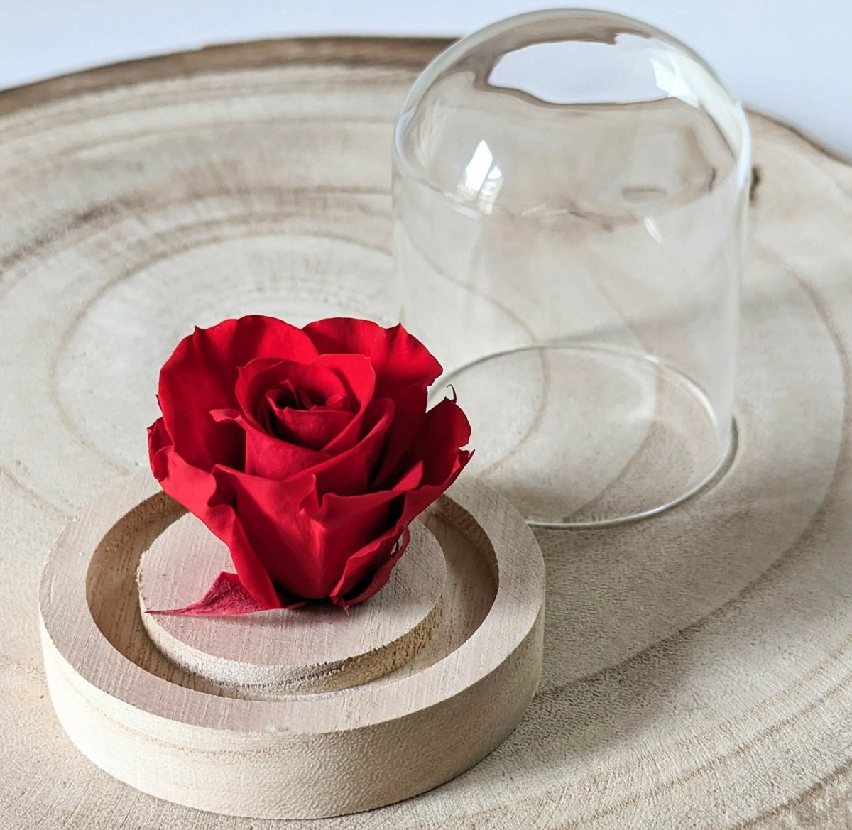 Rose éternelle sous mini cloche en verre, Valentina – Image 2