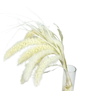 Seteria blanc Mini Bouquet, Complément, Box DIY